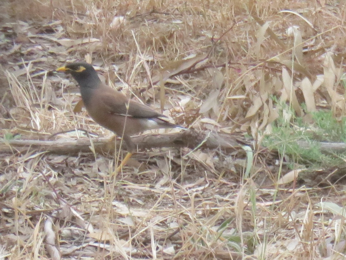 מיינה מצויה - ML646278954