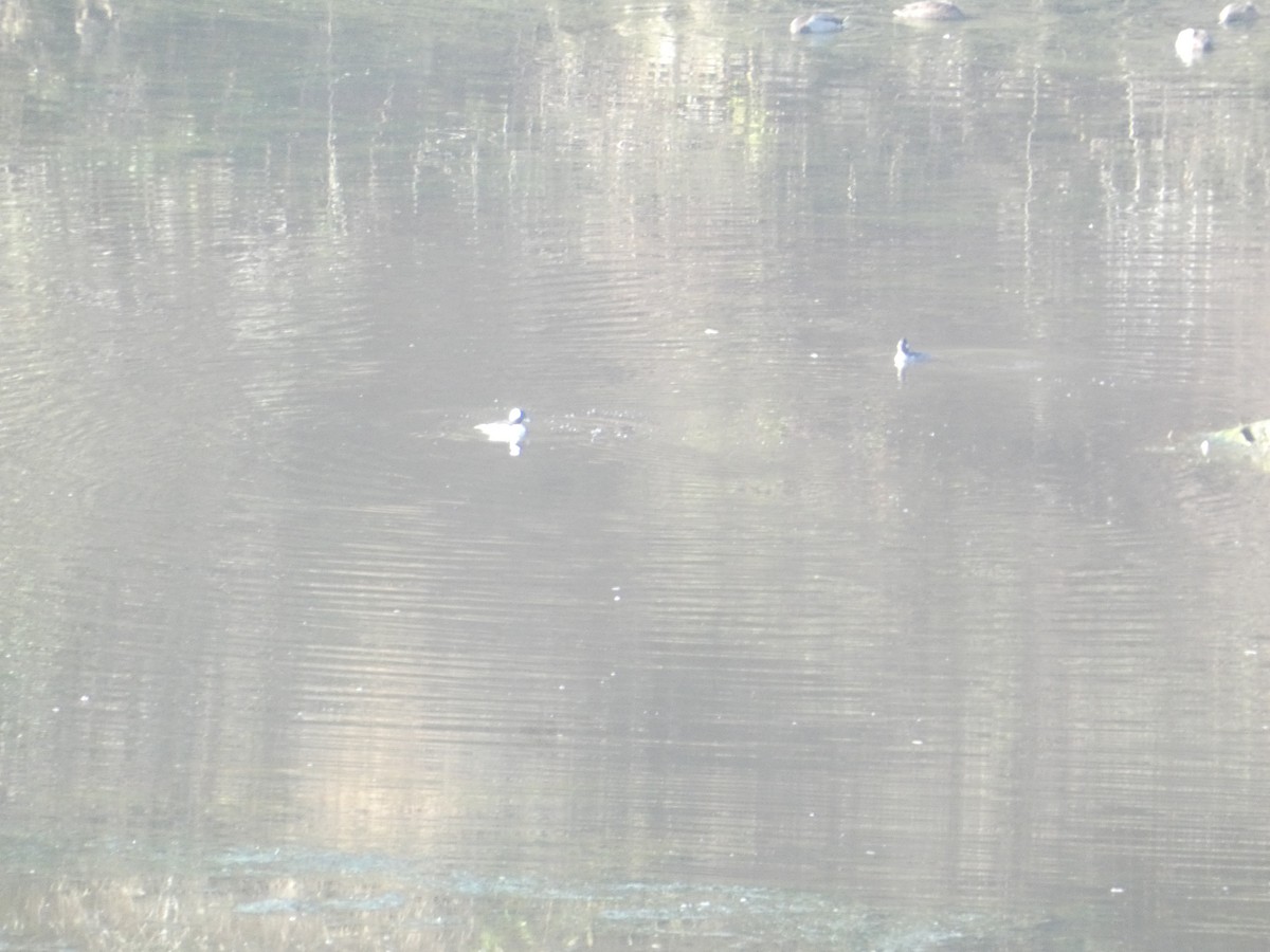 עבראש לבנוני - ML646278955