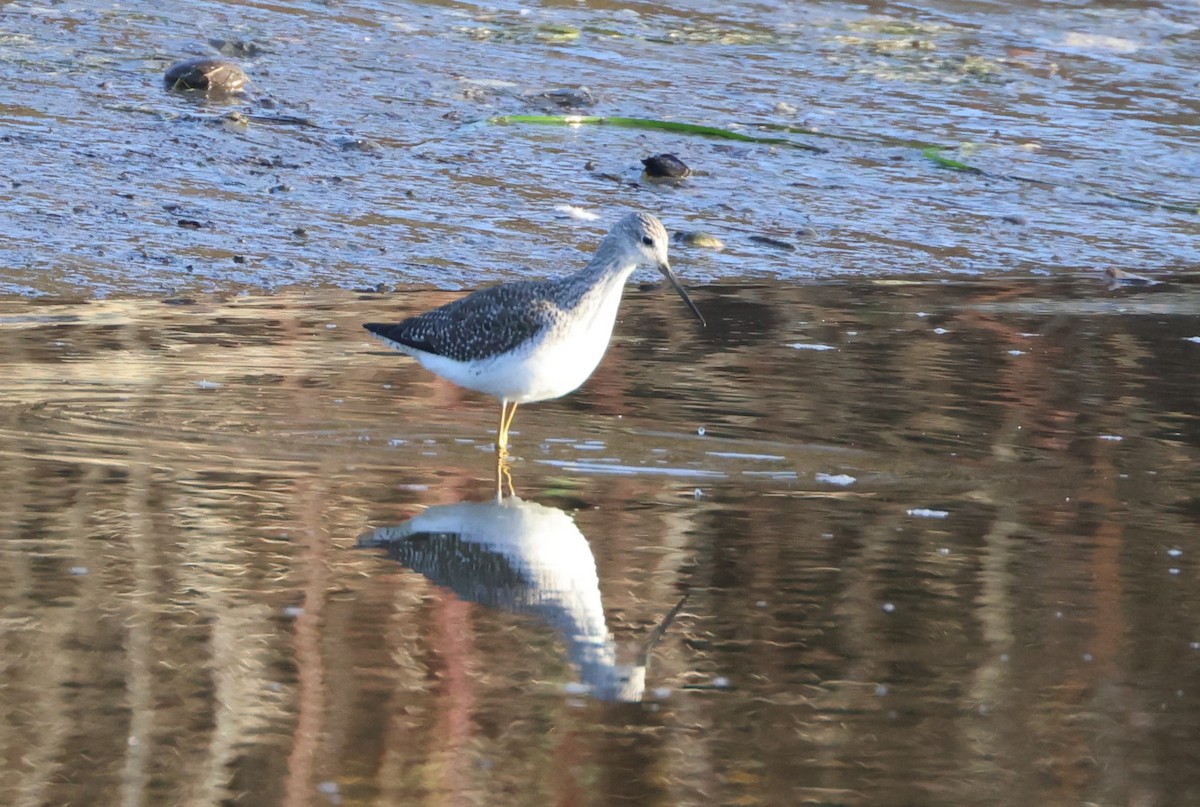 ביצנית עקודה - ML646278956