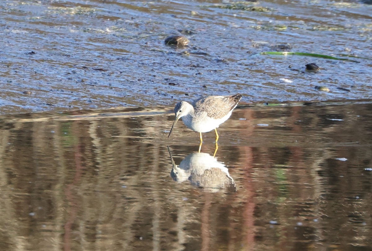 ביצנית עקודה - ML646278957