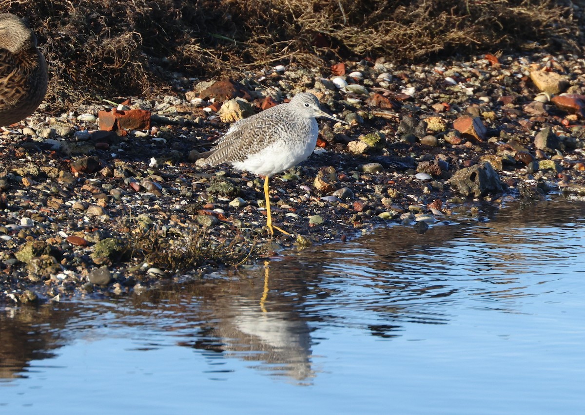 ביצנית עקודה - ML646278958