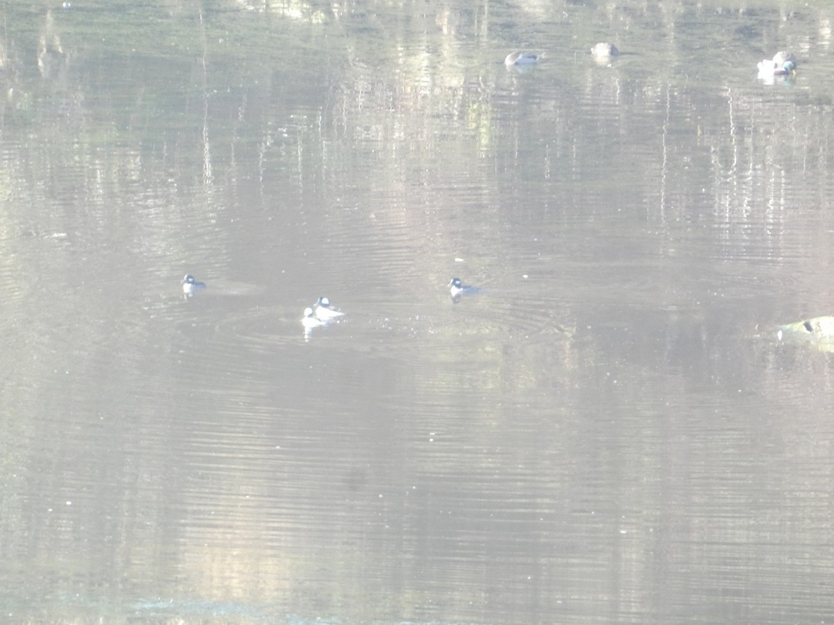 עבראש לבנוני - ML646278960