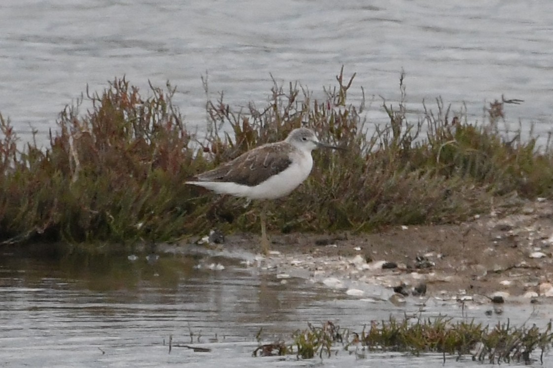 ביצנית ירוקת-רגל - ML646278961