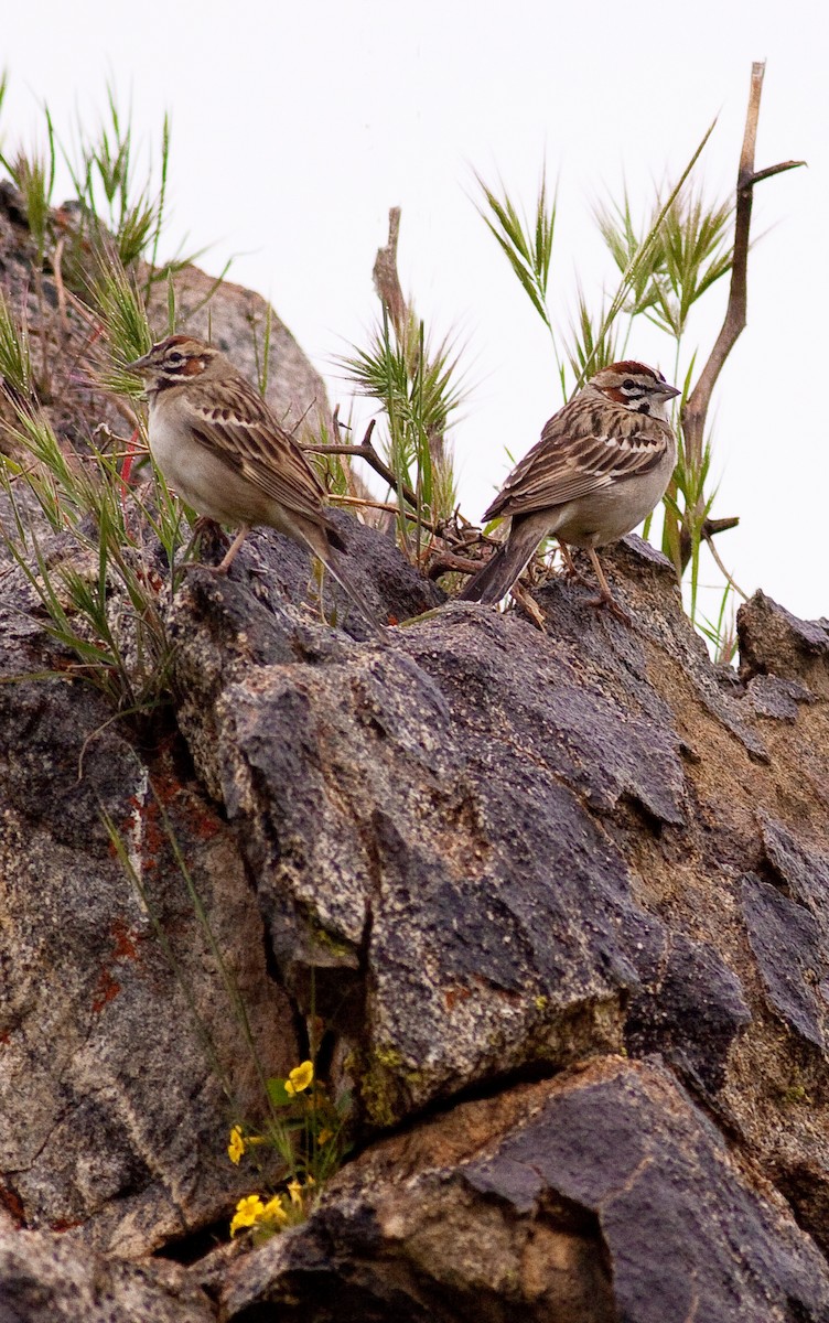 גיבתונית לבנת-גבה - ML646278962