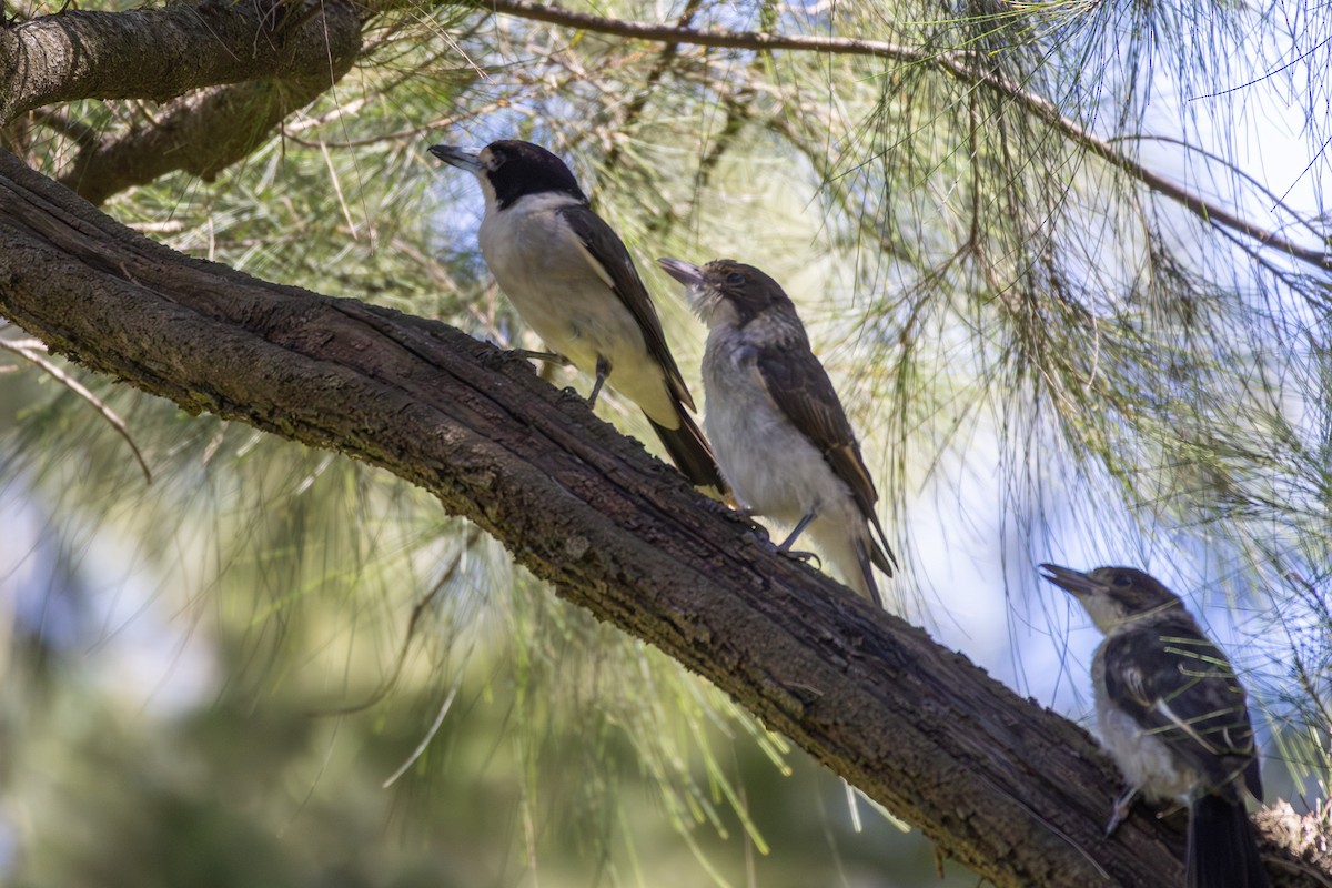 Gray Butcherbird - ML646278964