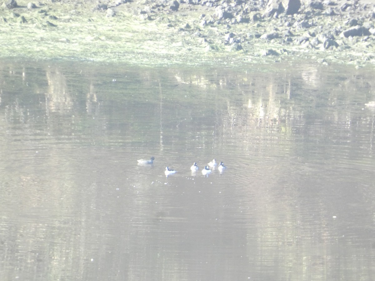 עבראש לבנוני - ML646278965