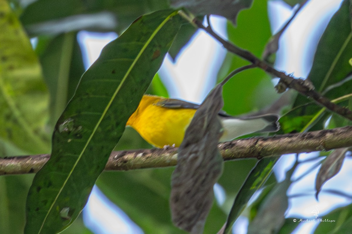 Prothonotary Warbler - ML646278967