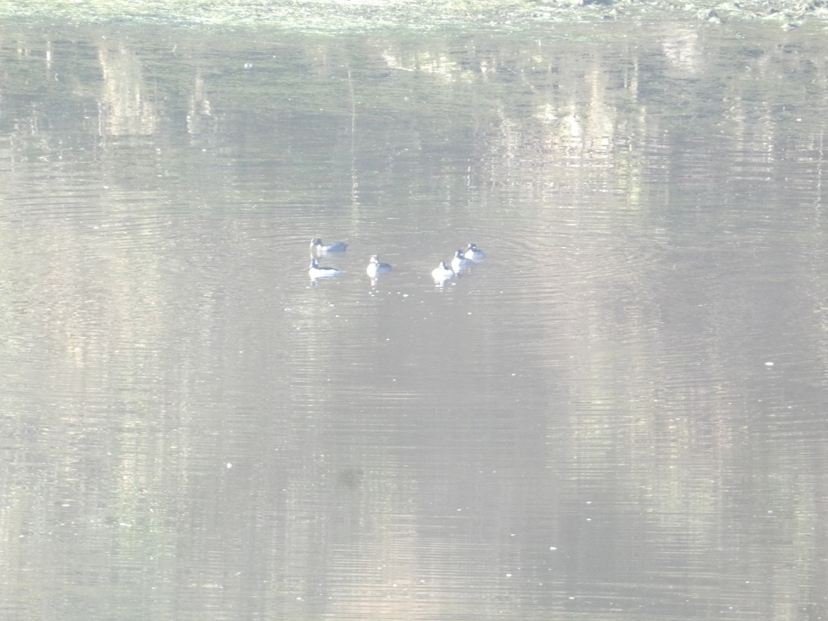 עבראש לבנוני - ML646278969