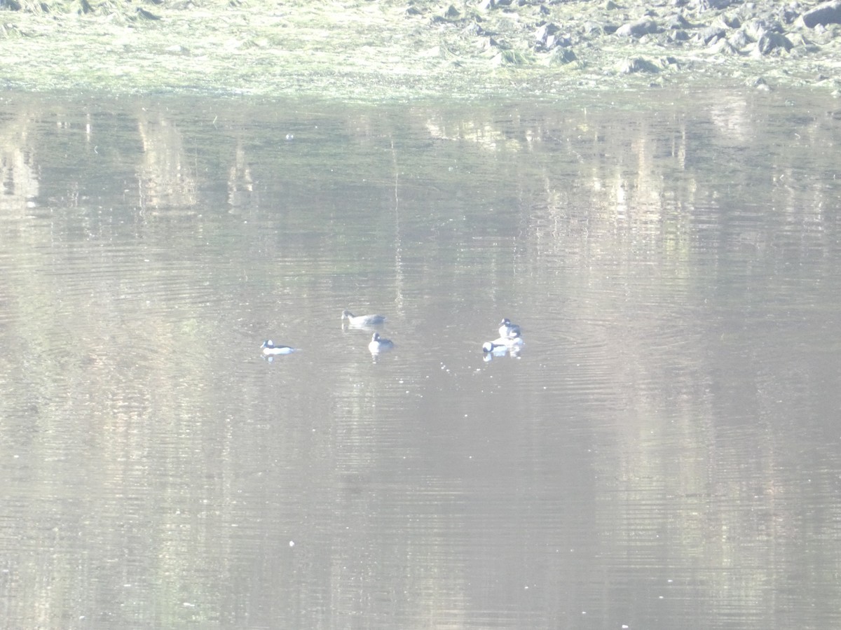 עבראש לבנוני - ML646278970