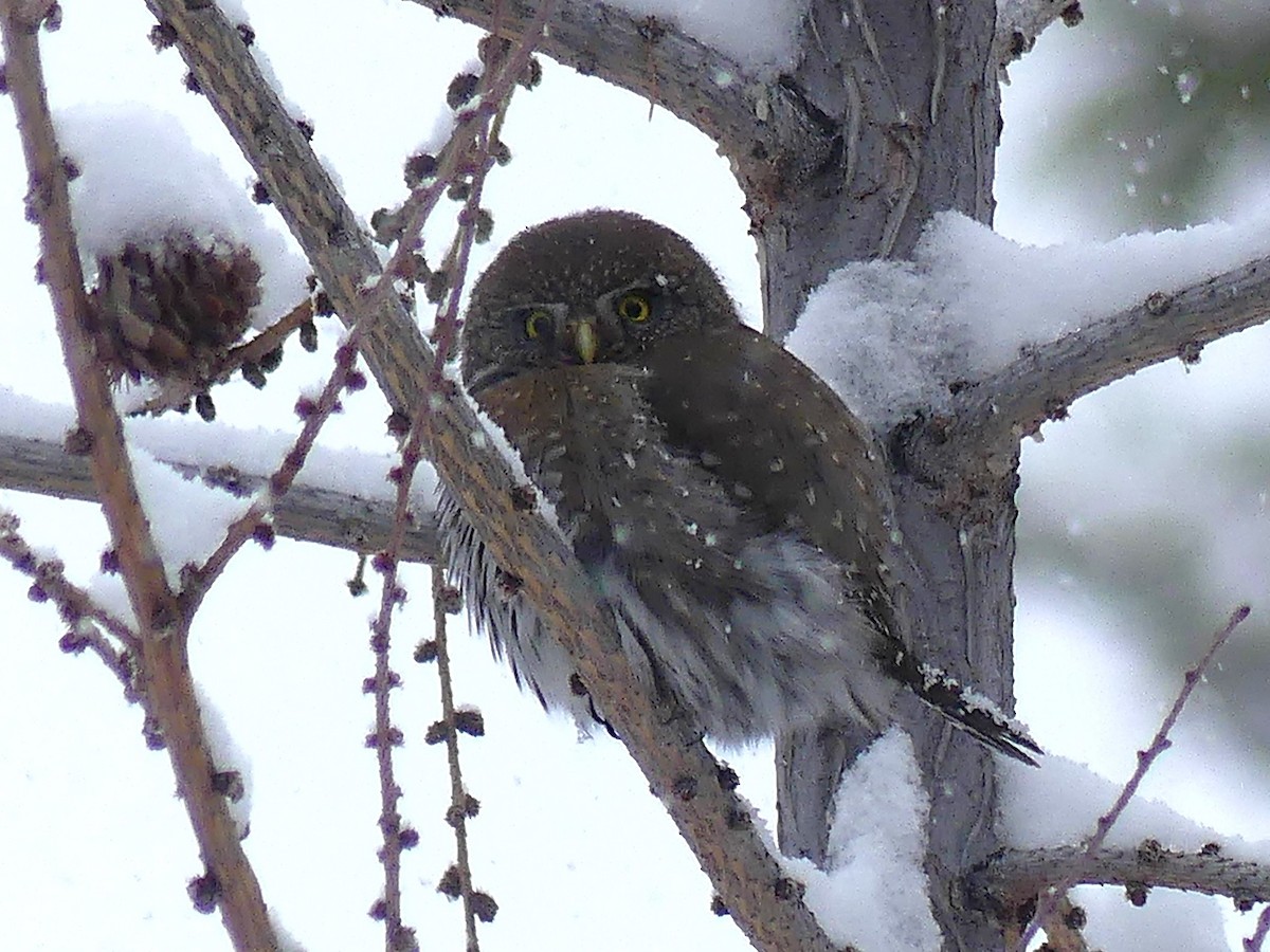 Northern Pygmy-Owl - ML646278971