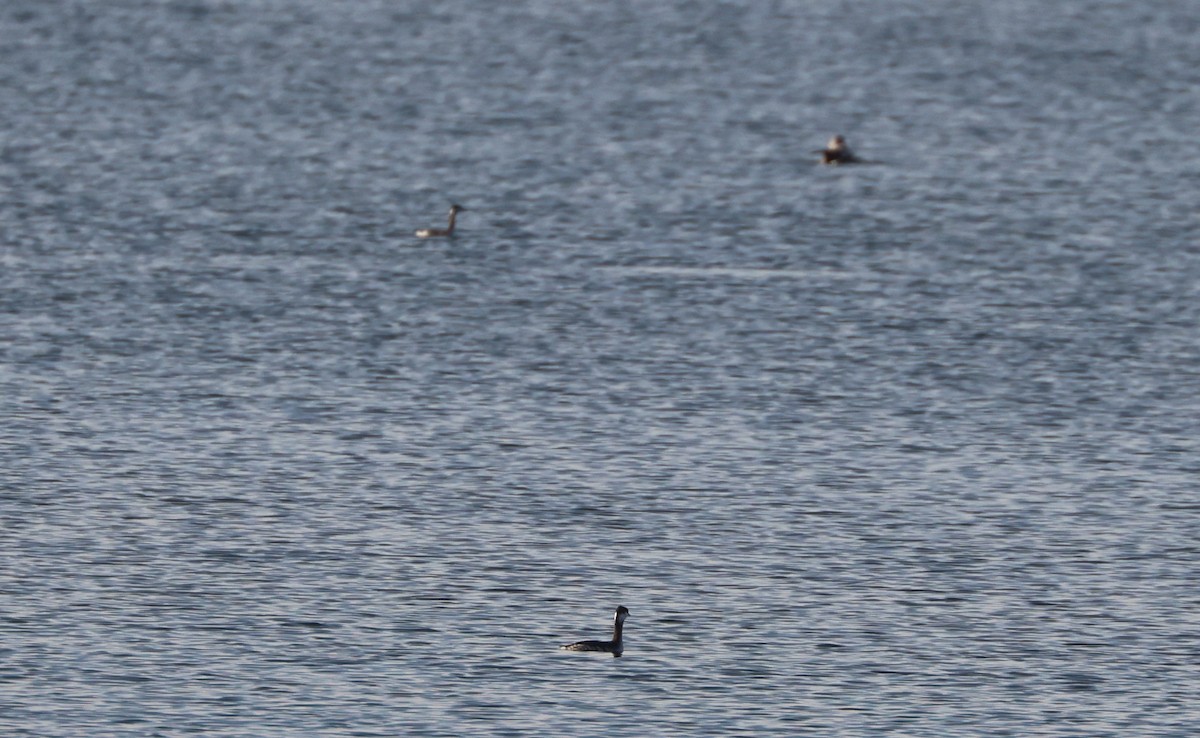 Western Grebe - ML646278972