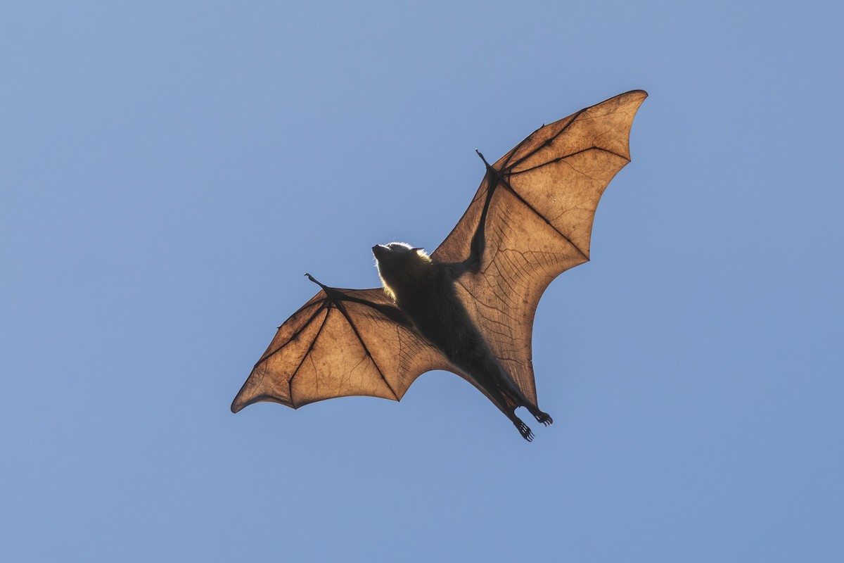 Grey-headed Flying-fox - ML646278973