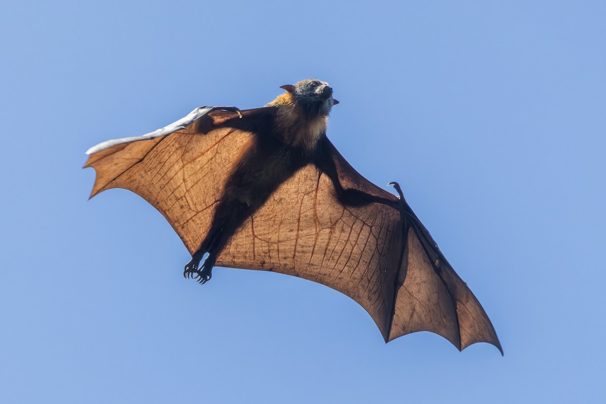 Grey-headed Flying-fox - ML646278974