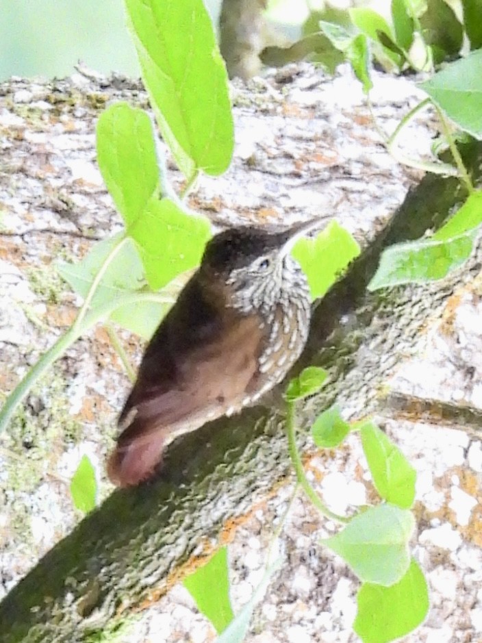 Montane Woodcreeper - ML646278975