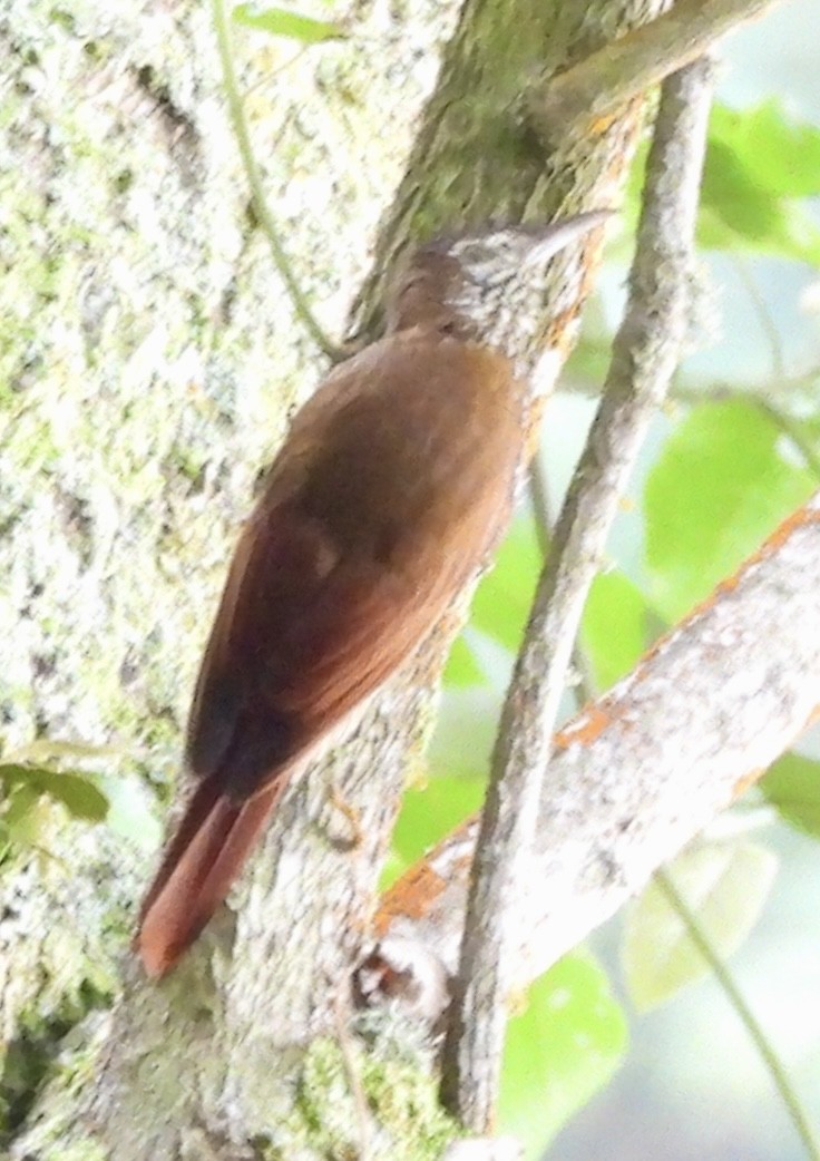 Montane Woodcreeper - ML646278976
