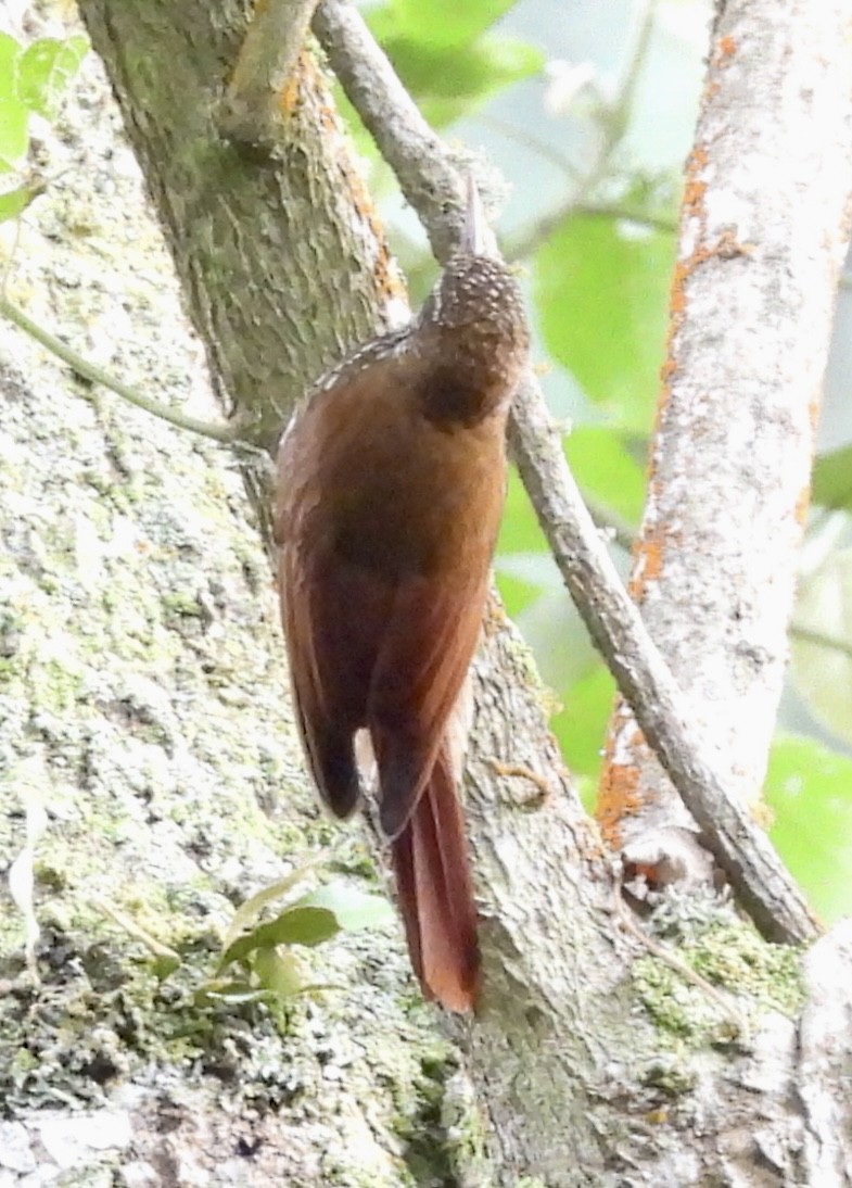 Montane Woodcreeper - ML646278977