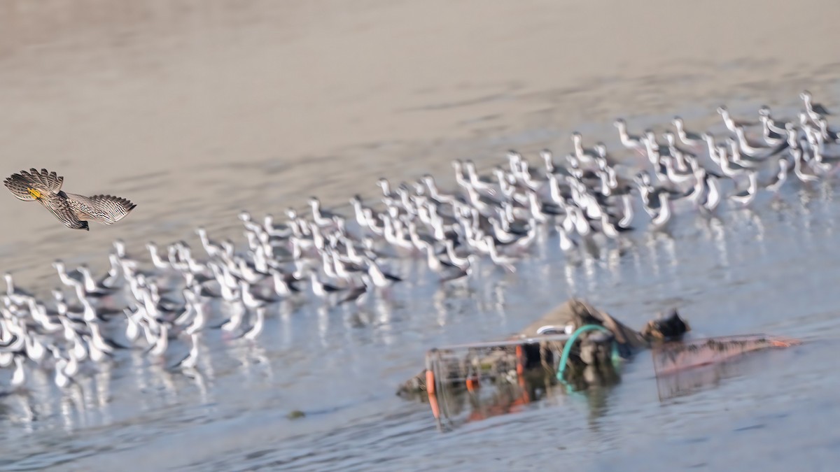 בז נודד - ML646278978