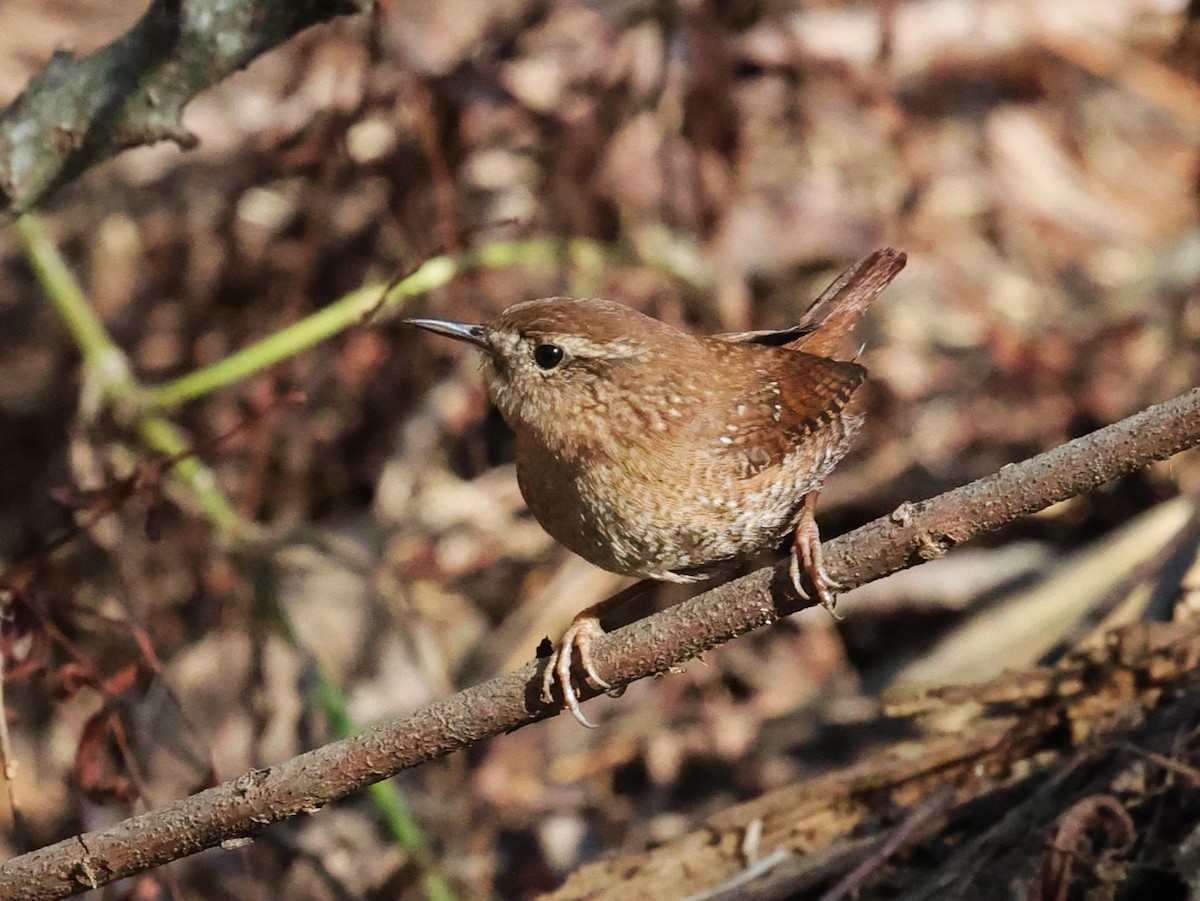 Winter Wren - ML646278982