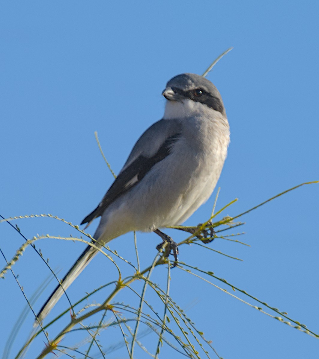 Amerika Örümcekkuşu - ML646278984