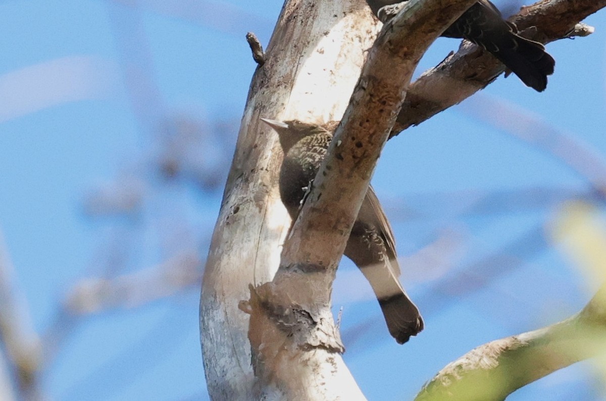 European Starling - ML646278997