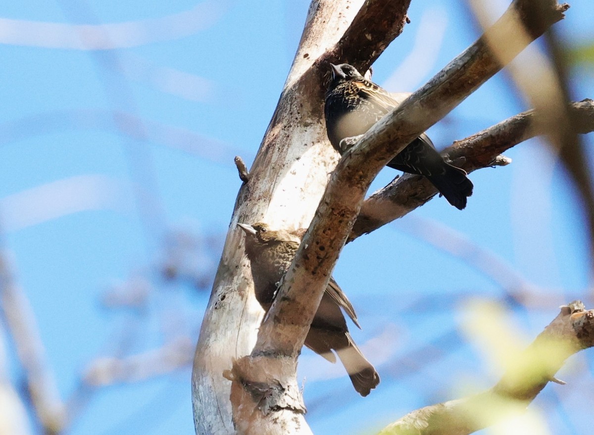European Starling - ML646278998
