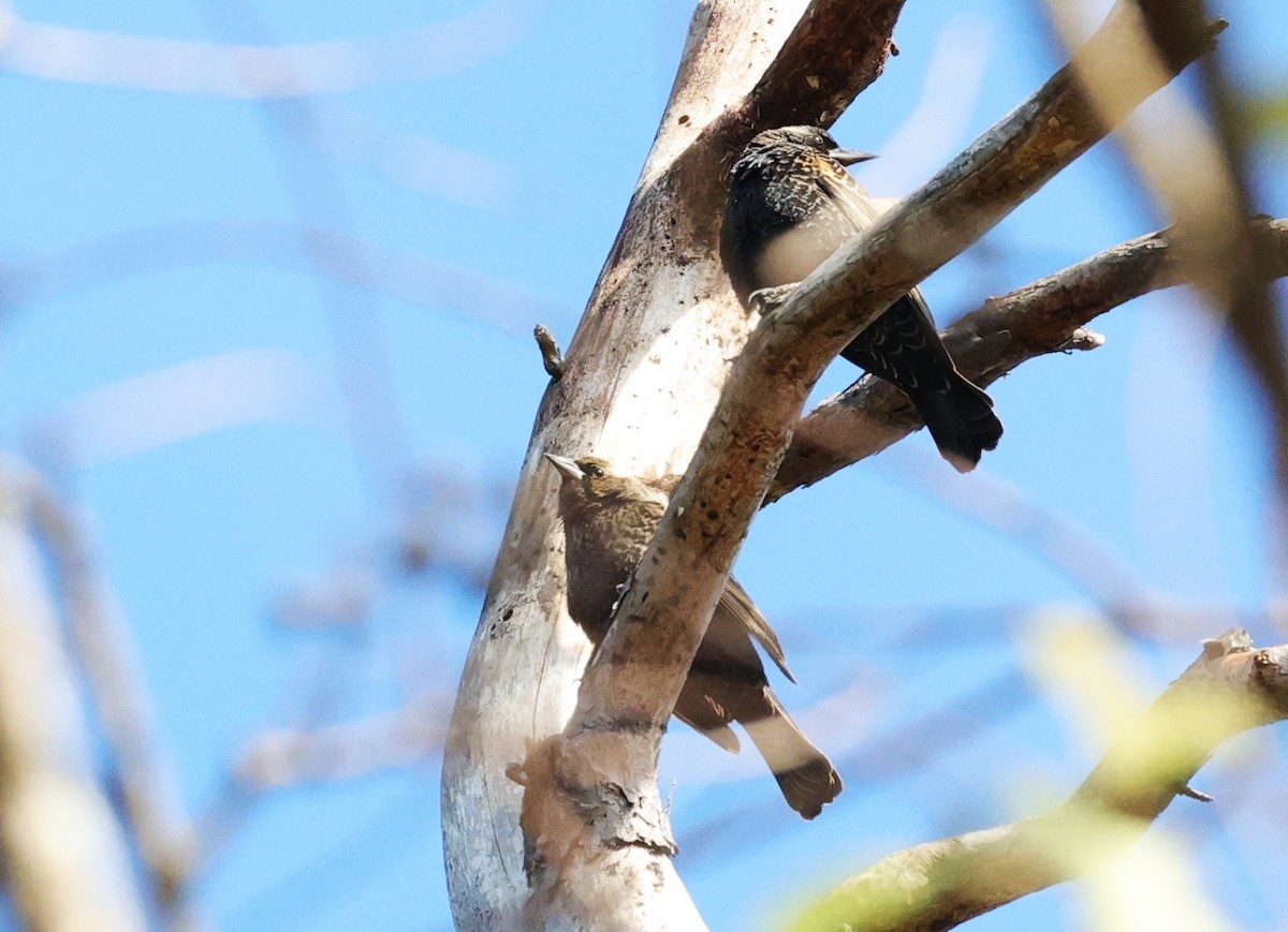 European Starling - ML646278999