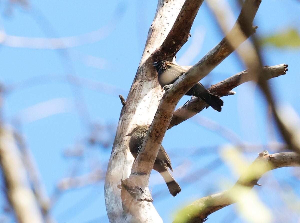 European Starling - ML646279000