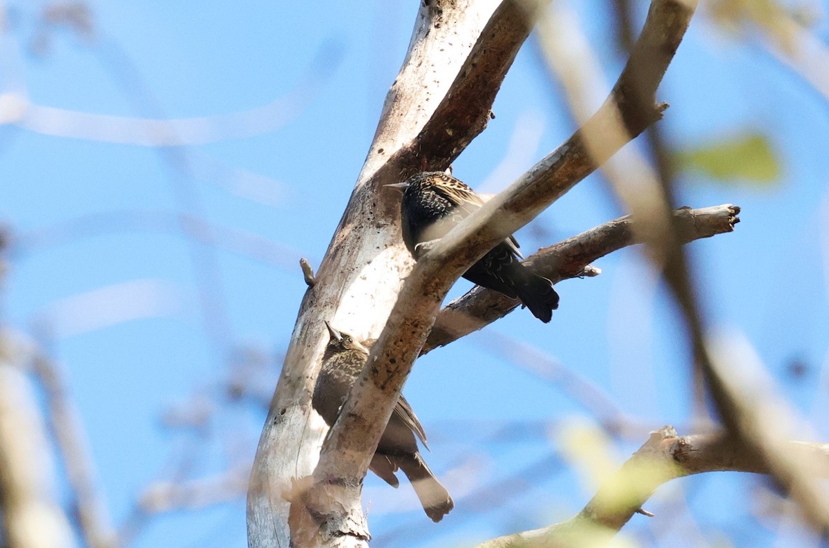 European Starling - ML646279001