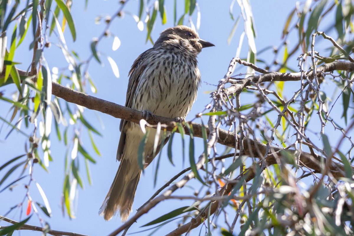 fíkovec australasijský - ML646279004