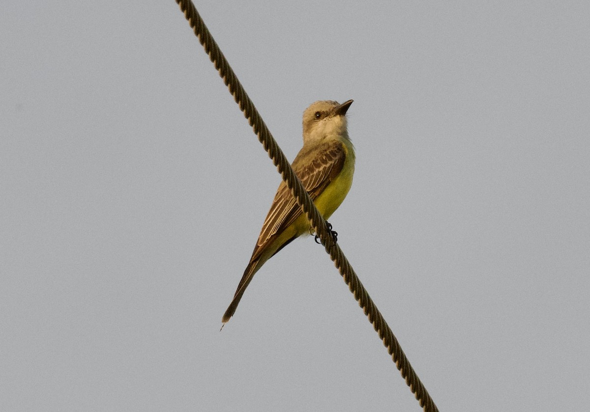 Tropical Kingbird - ML646279005