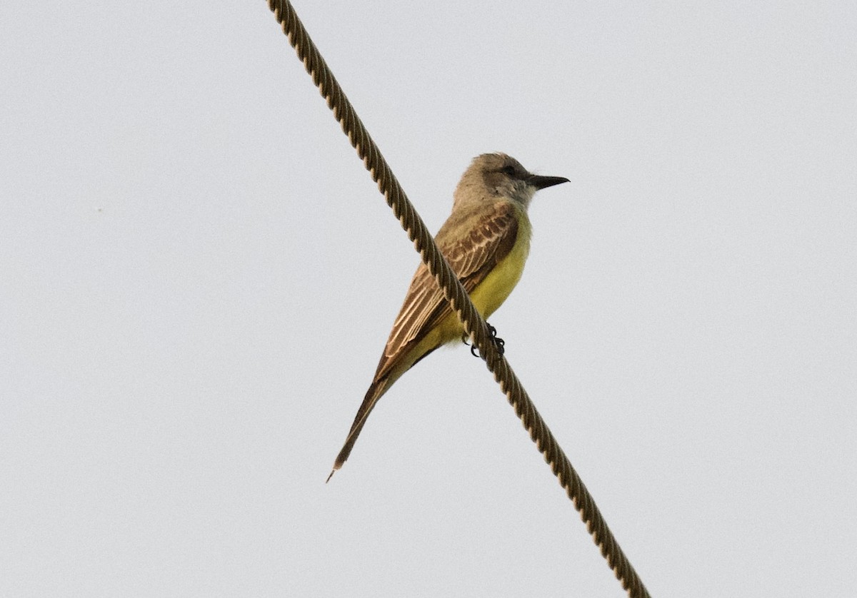 Tropical Kingbird - ML646279006