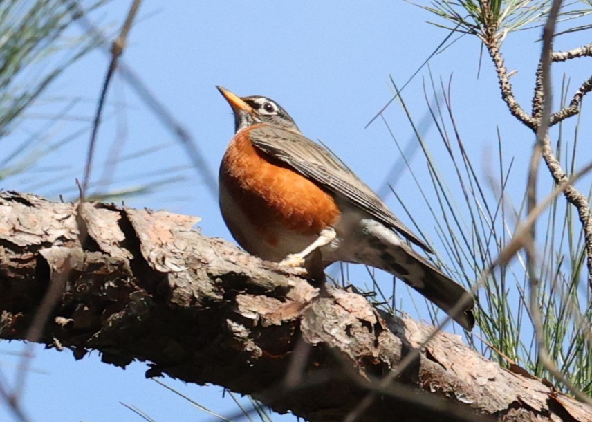 American Robin - ML646279007