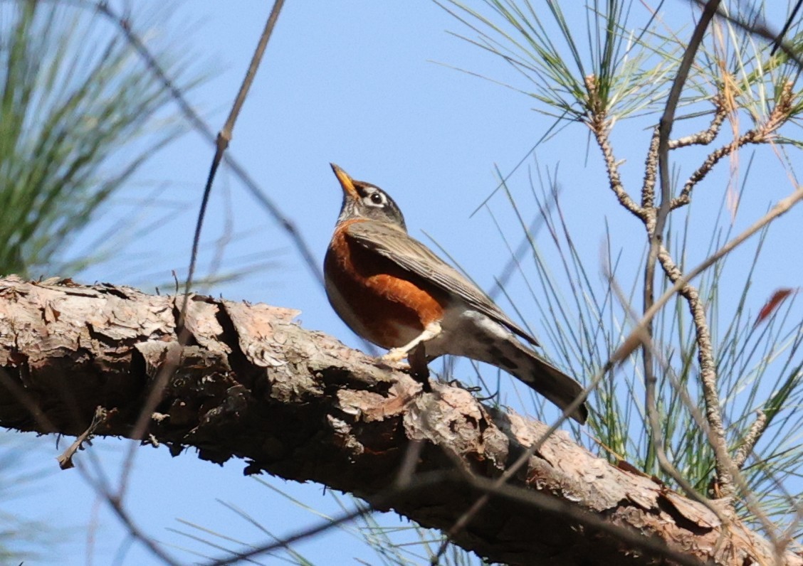 American Robin - ML646279008