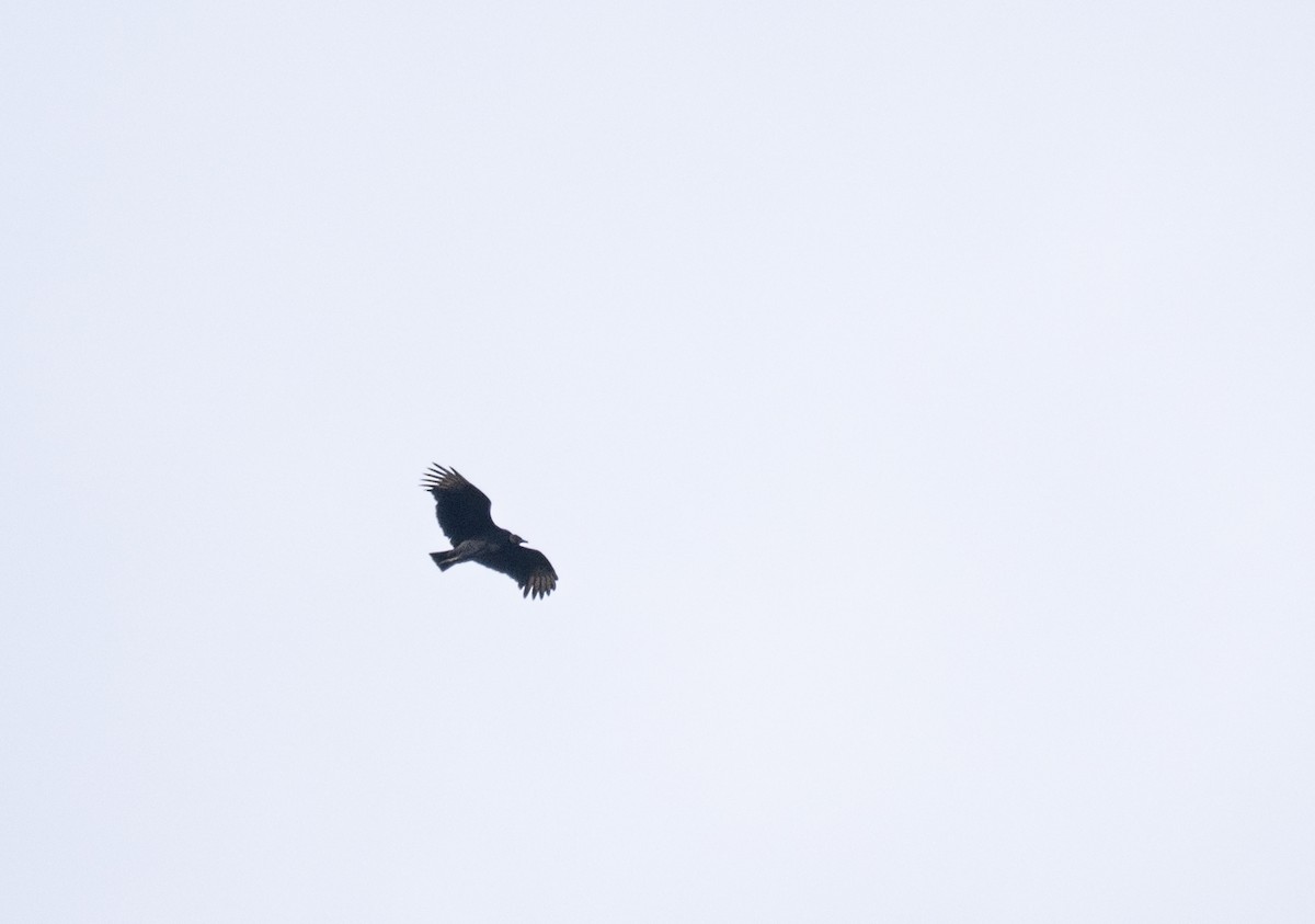 kondor havranovitý - ML646279011