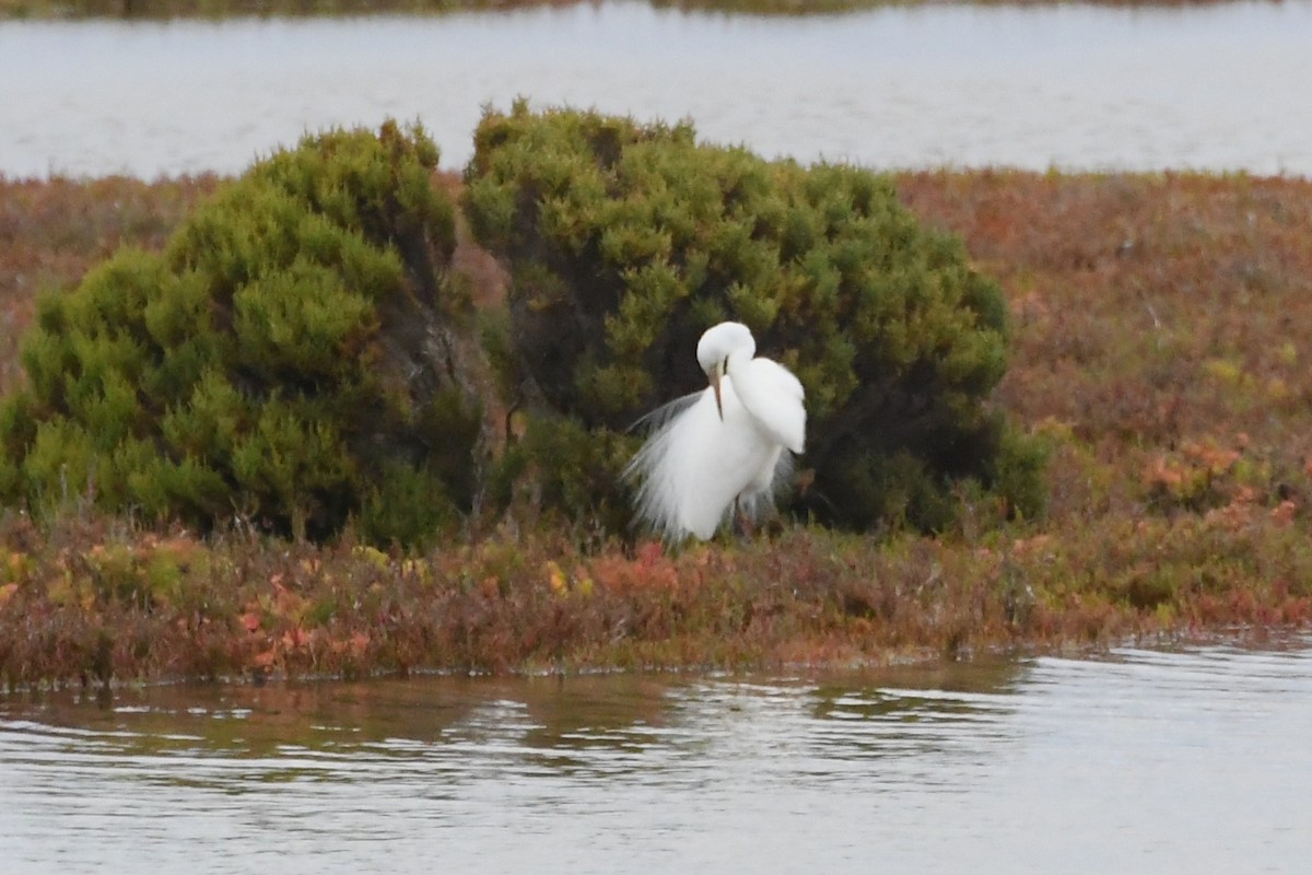 Koartza zuria - ML646279012