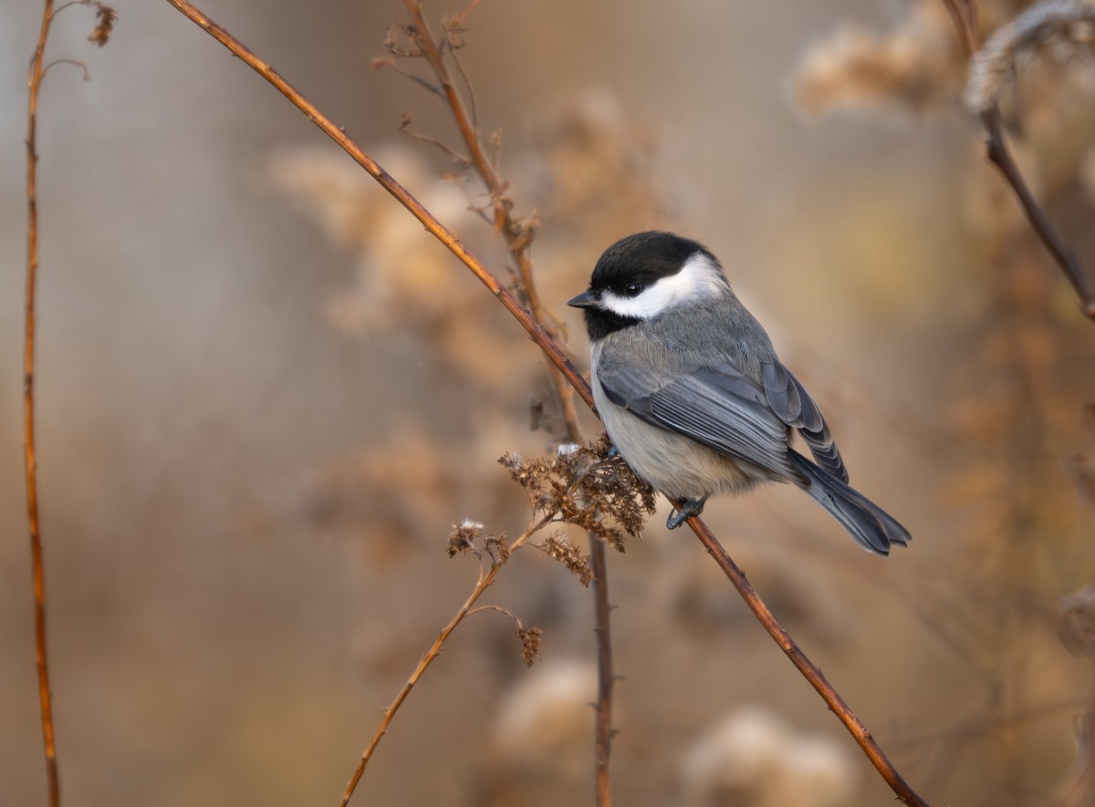 Carolina Chickadee - ML646279014