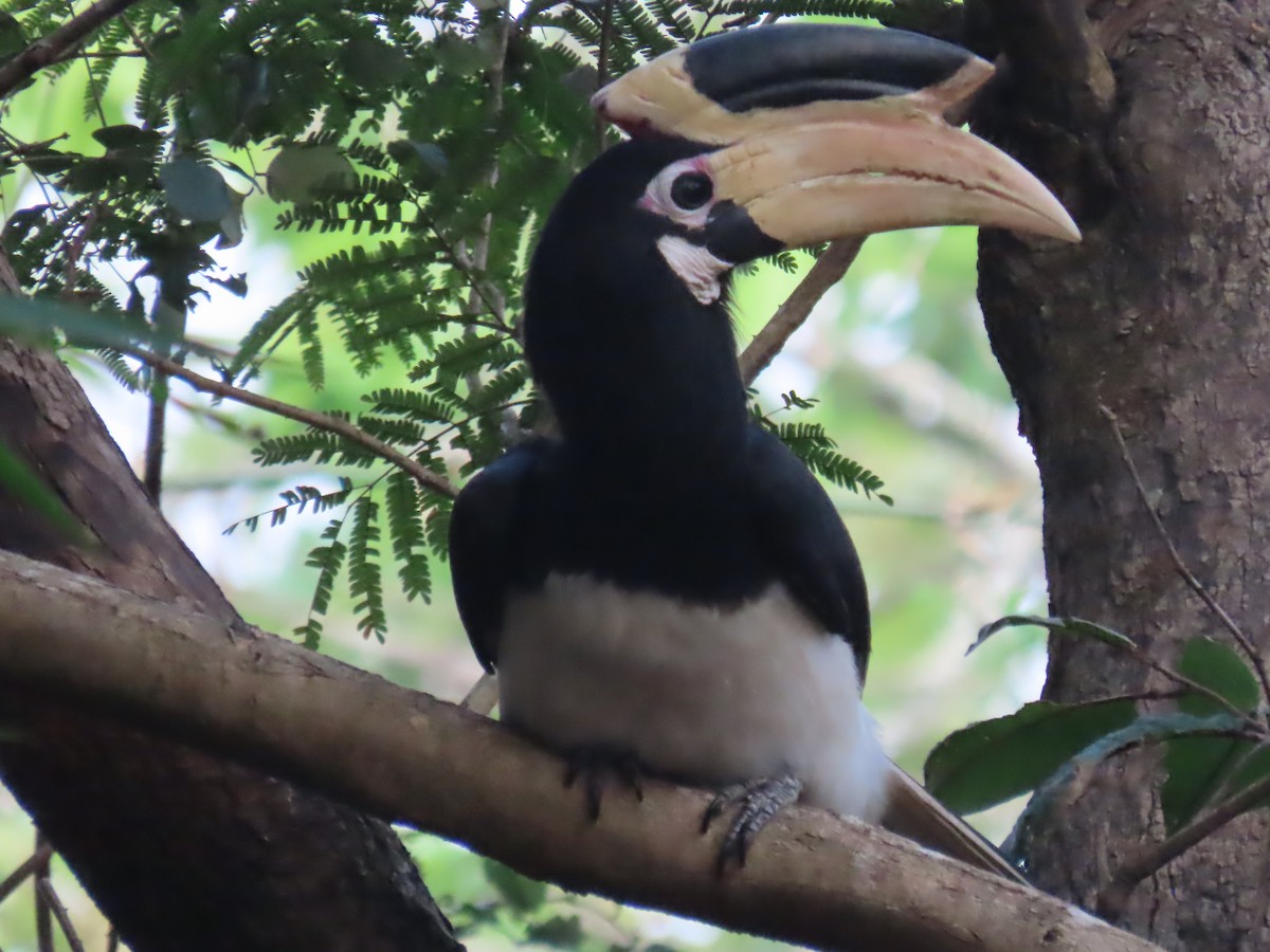 zoborožec malabarský - ML646279015