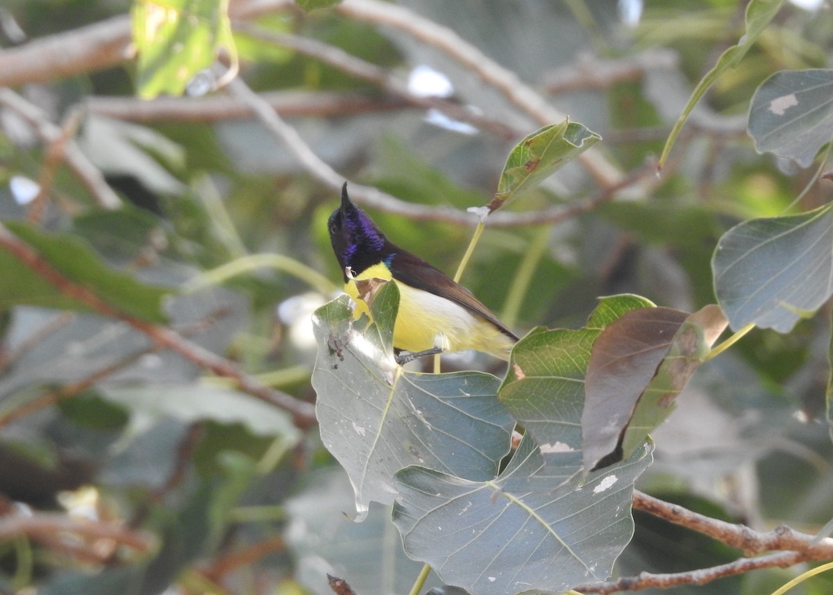 Purple-rumped Sunbird - ML646279017