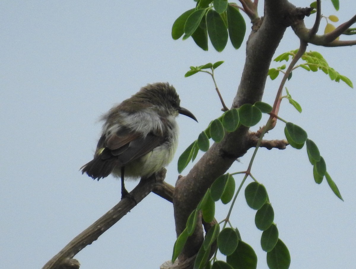 Purple-rumped Sunbird - ML646279023
