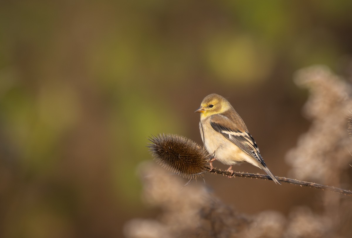 American Goldfinch - ML646279024
