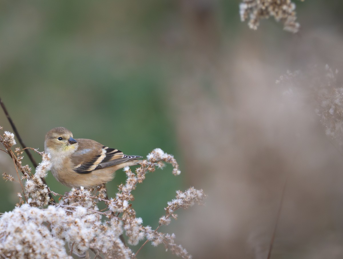 American Goldfinch - ML646279025