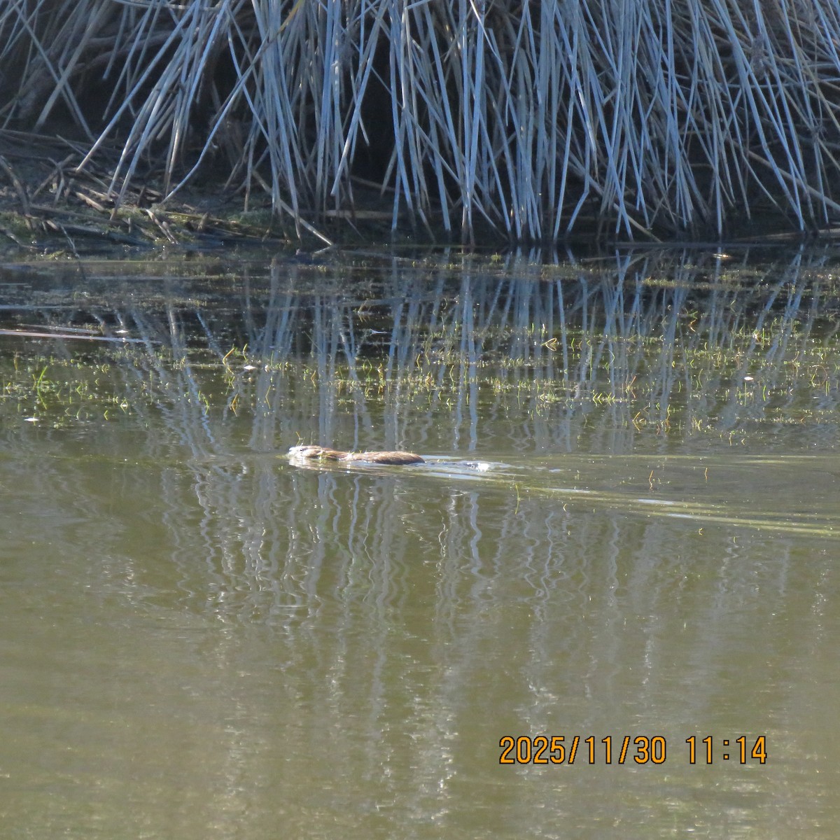 Beavers - ML646279027