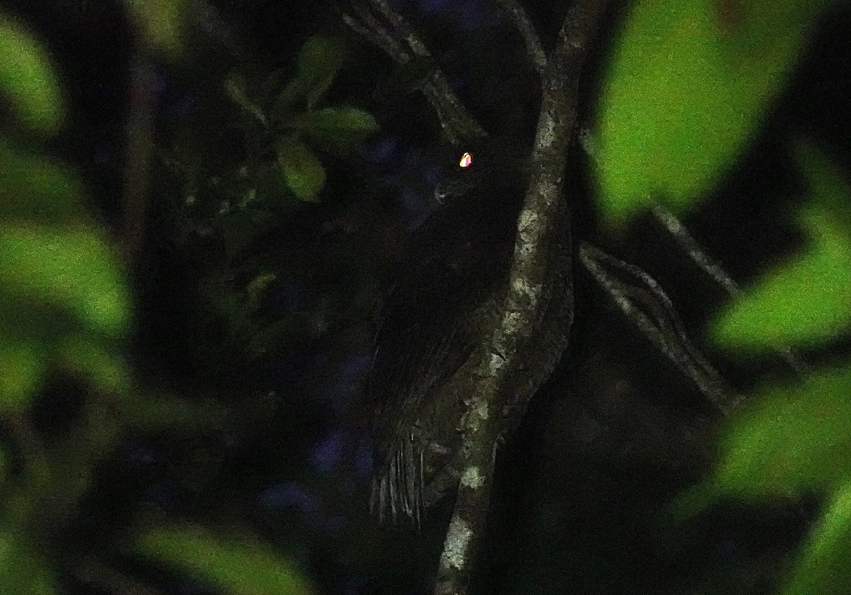 Nínox Rojizo - ML646279028