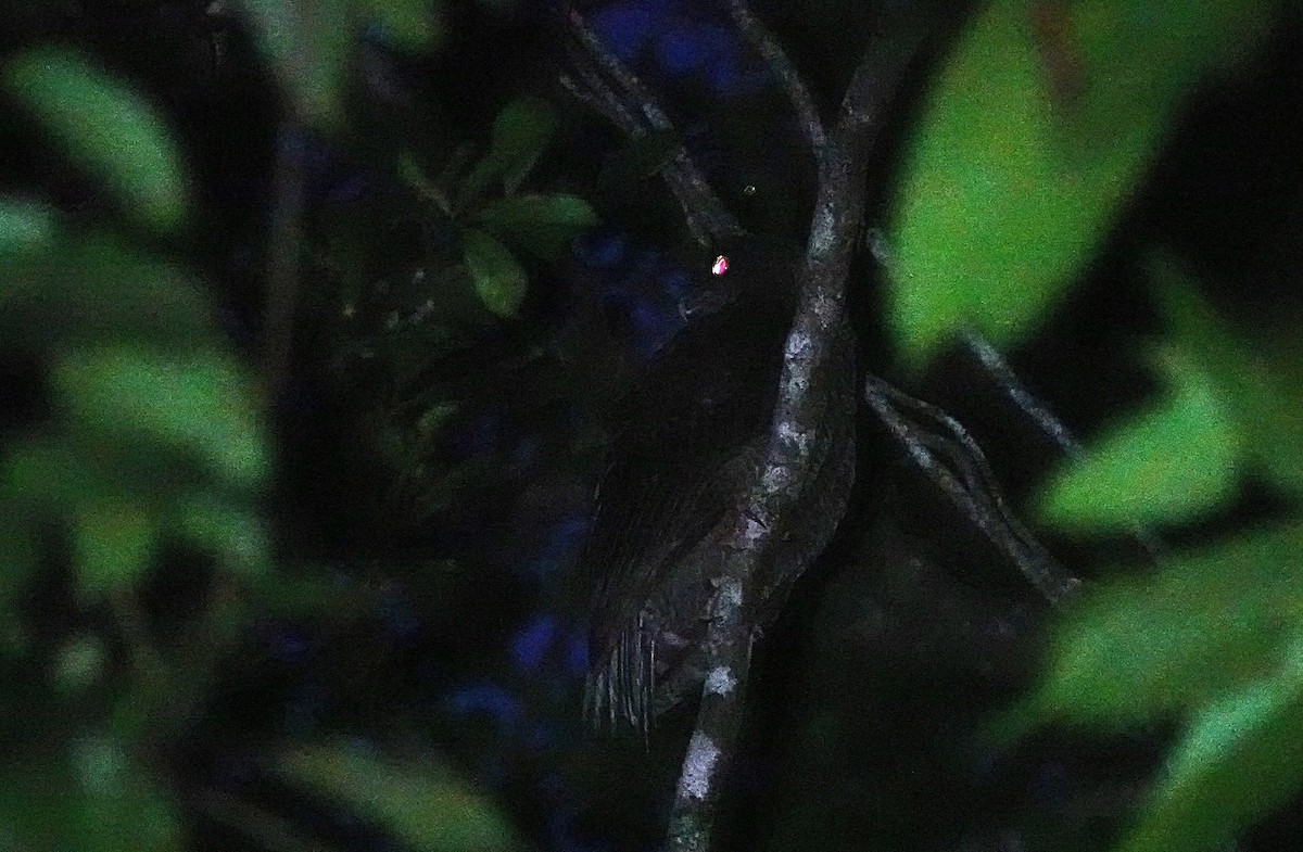 Nínox Rojizo - ML646279029