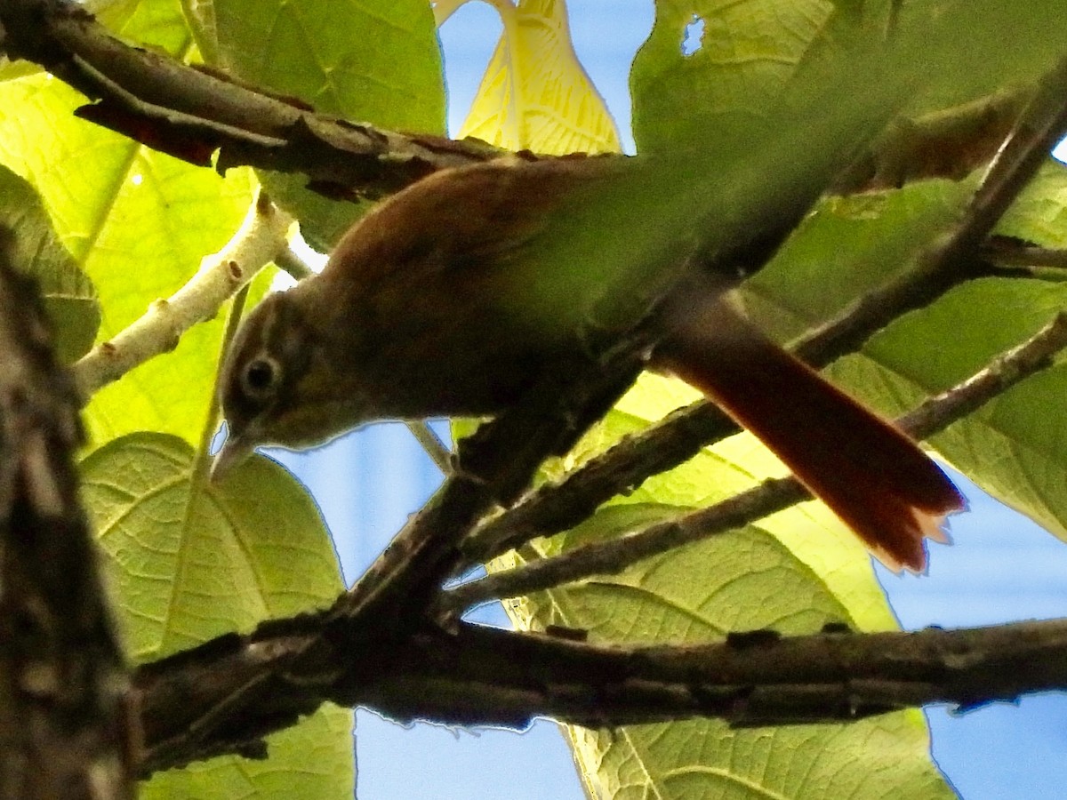 Montane Foliage-gleaner - ML646279032