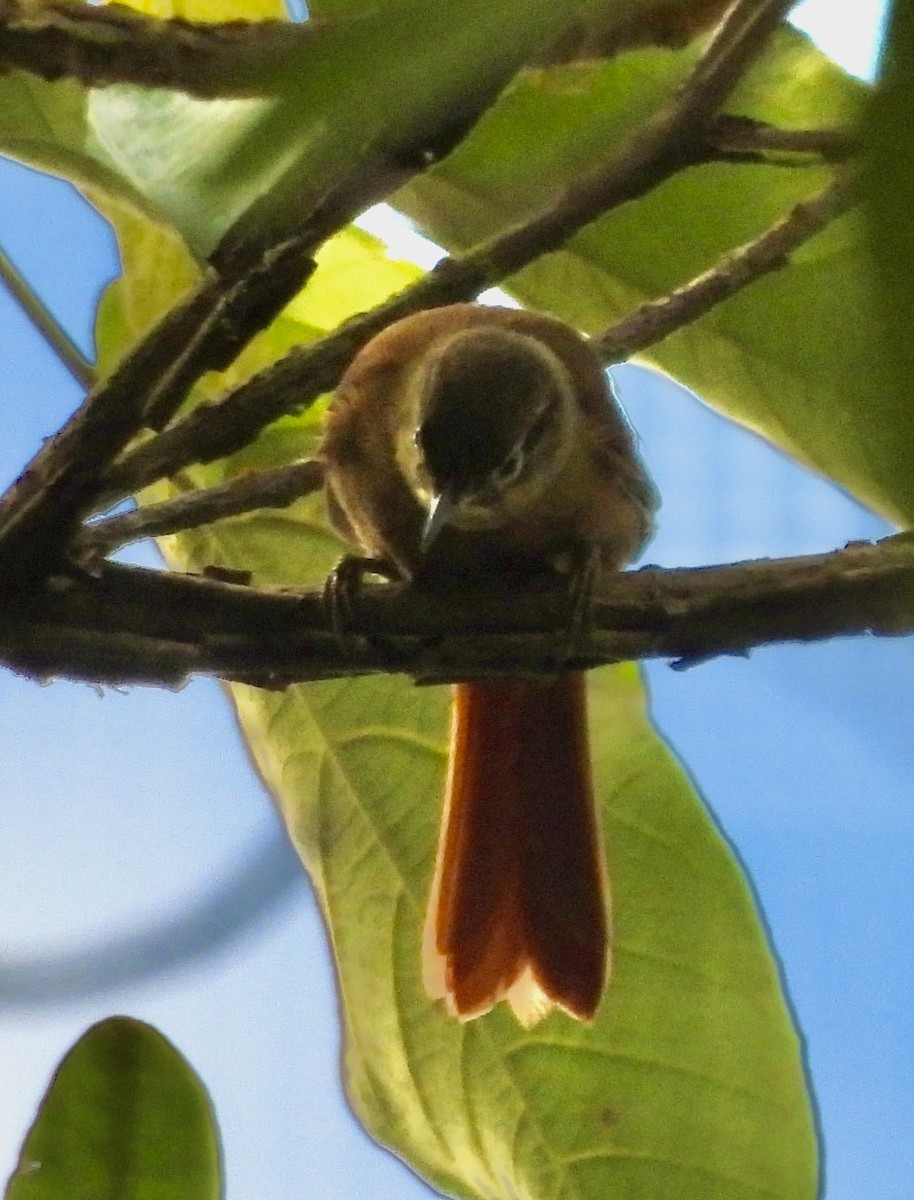 Montane Foliage-gleaner - ML646279033