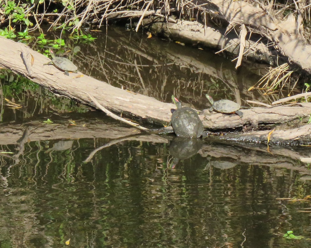 Reptiles - ML646279038