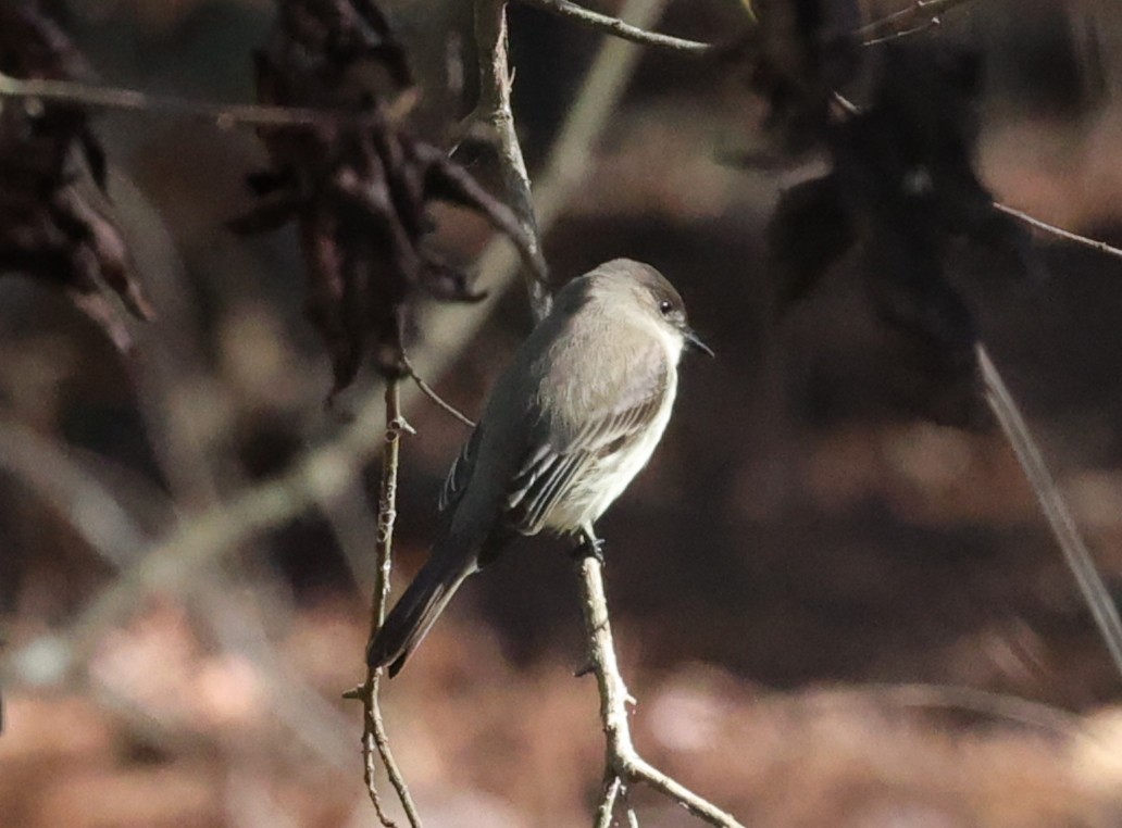 Eastern Phoebe - ML646279040
