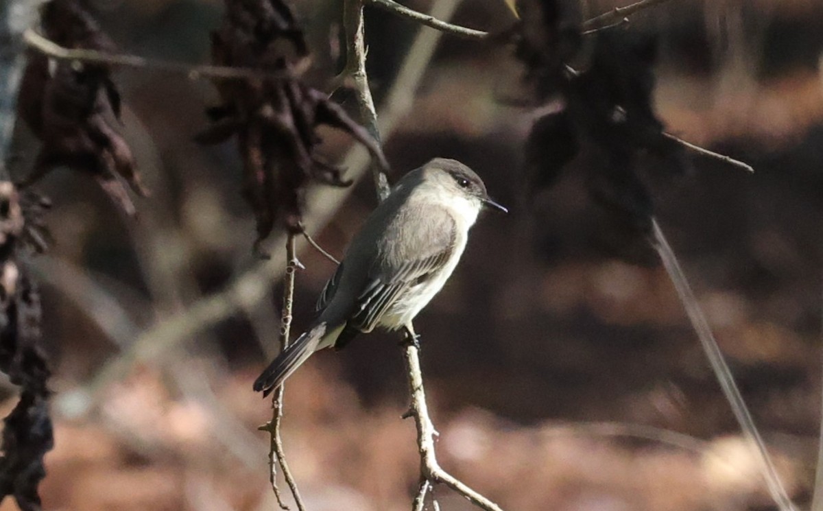 Eastern Phoebe - ML646279041