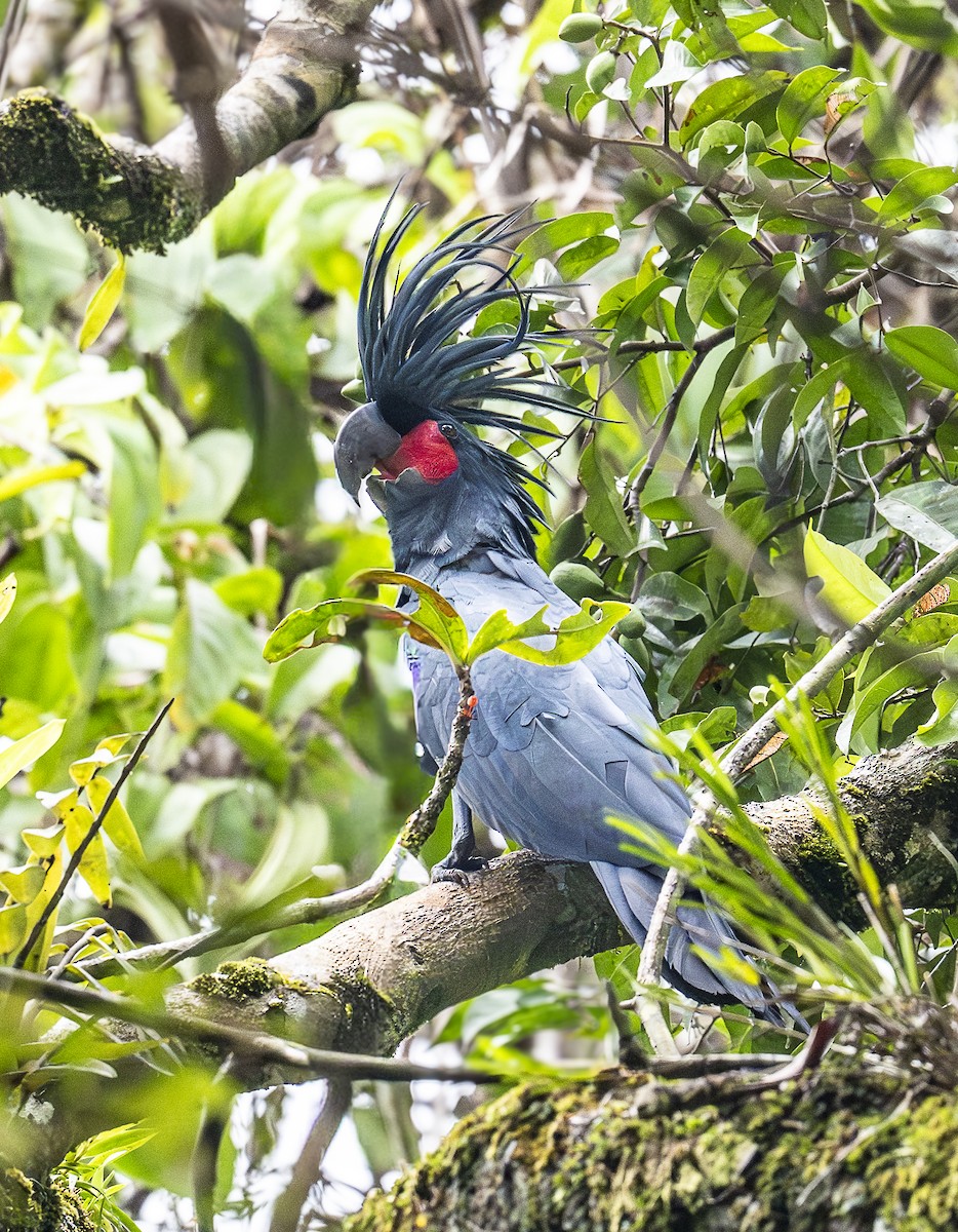 Palm Cockatoo - ML646279044